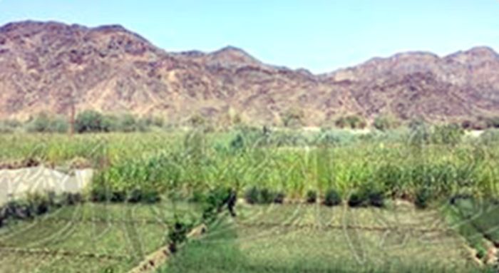  قتيل باشتباكات قبلية في وادي ضراء بشبوة