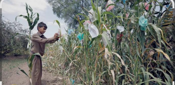  جبايات الحوثي تهدد بانهيار الزراعة في اليمن