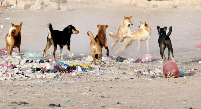  كلب يُشتبه بإصابته بالسعار يهاجم اثنين من سكان حي حاشد بعدن