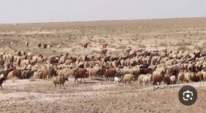  انفجار قذيفة من مخلفات مليشيا الحوثي يتسبب ببتر قدم راعية أغنام في الجوف