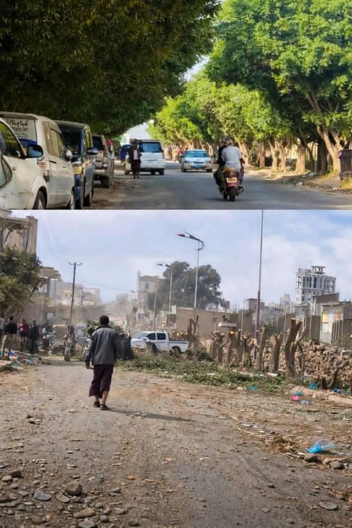 مجزرة بيئية في التربة:  قطع الأشجار يشعل غضبًا واسعًا ضد السلطة المحلية بالشمايتين