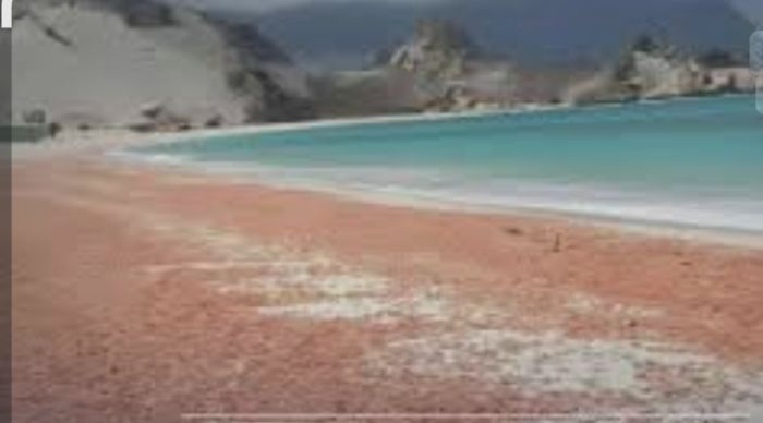  لجنة حكومية تكشف سبب نفوق الروبيان في سواحل سقطرى