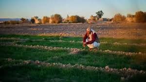 الفاو>> تحذّر من موجة برد وصقيع تهدّد الزراعة في اليمن