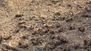 مبيدات مزارع قيادات حوثية تحوّل خلايا النحل في تهامة إلى “مقابر صامتة”