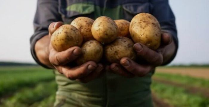  مطالبات بمنع دخول محصول البطاطا والخضروات من مناطق الحوثي إلى مناطق الشرعية