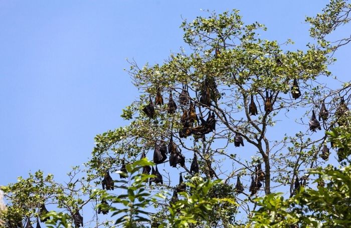 “مانجو ملوّثة بالخفافيش.. فيروس نيباه يهدد محاصيل الهند والمستهلكين”