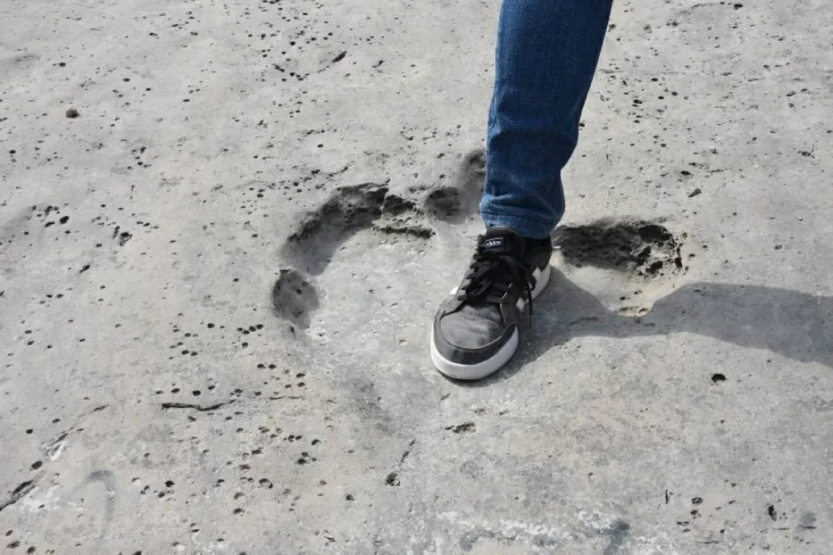 الذكاء الاصطناعي يكشف أسرار تحديد هوية آثار أقدام الديناصورات