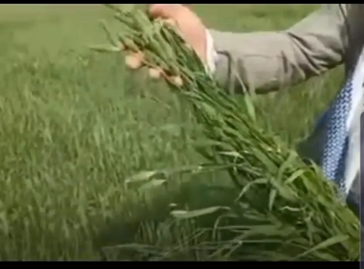 الجوف : عصابة الحوثي تفشل الموسم الزراعي بتزويد المزارعين ببذور تالفة