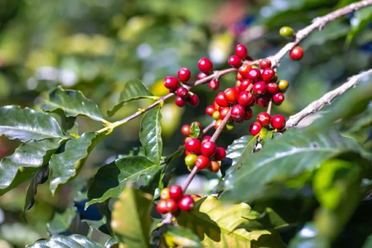 ارتفاع قياسي في أسعار "روبوستا" يغير خريطة الزراعة البرازيلية وتحولاً نحو الكانيفورا