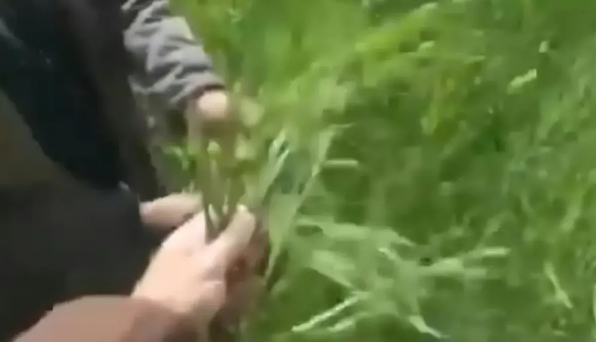 الحوثي يوزّع بذور قمح مغشوشة لمزارعي الجوف في تدمير ممنهج للقطاع الزراعي