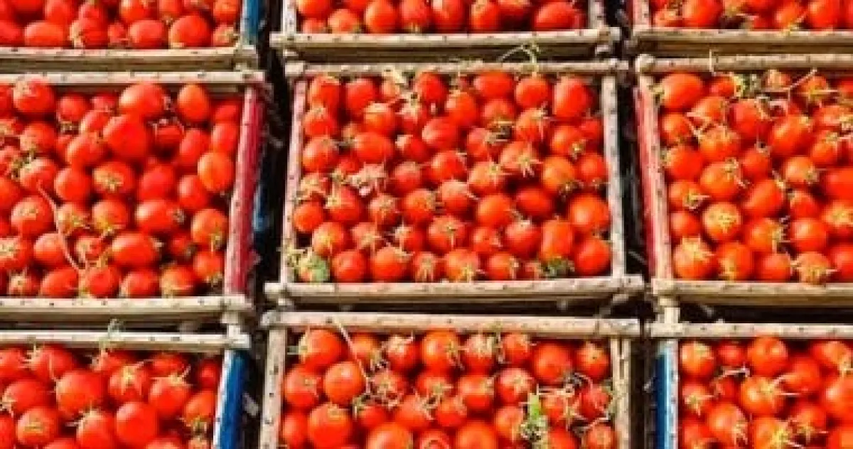 الطماطم: 6 فوائد مذهلة لصحة القلب والكبد وتنقية الجسم