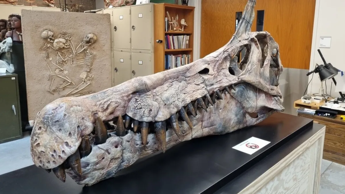 اكتشاف نوع جديد من الديناصورات آكلة اللحوم في الصحراء الكبرى بالنيجر