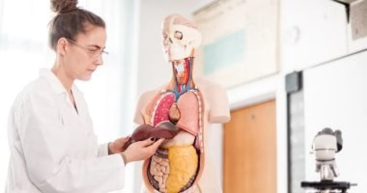 الكبد الدهني: ليس السكر وحده! عوامل خفية تزيد الخطر وطرق عملية للتخلص منه