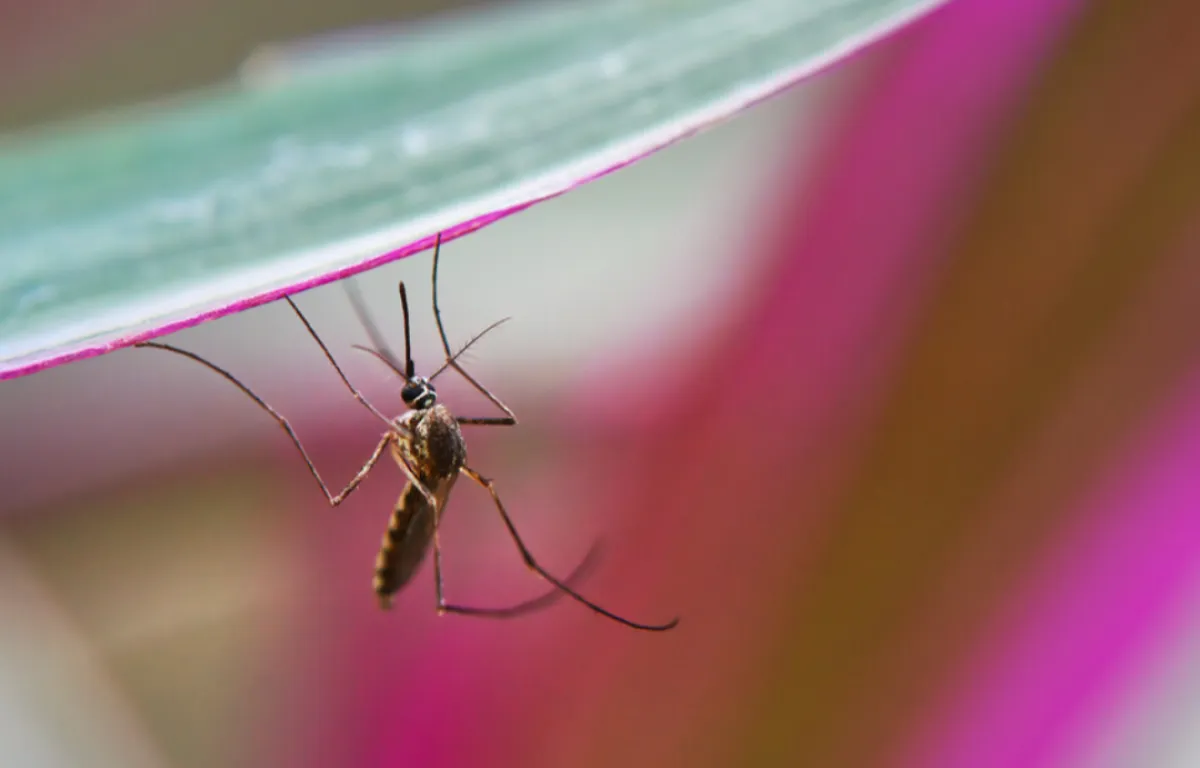 الصحة العالمية تحذر من استمرار خطر الملاريا في اليمن