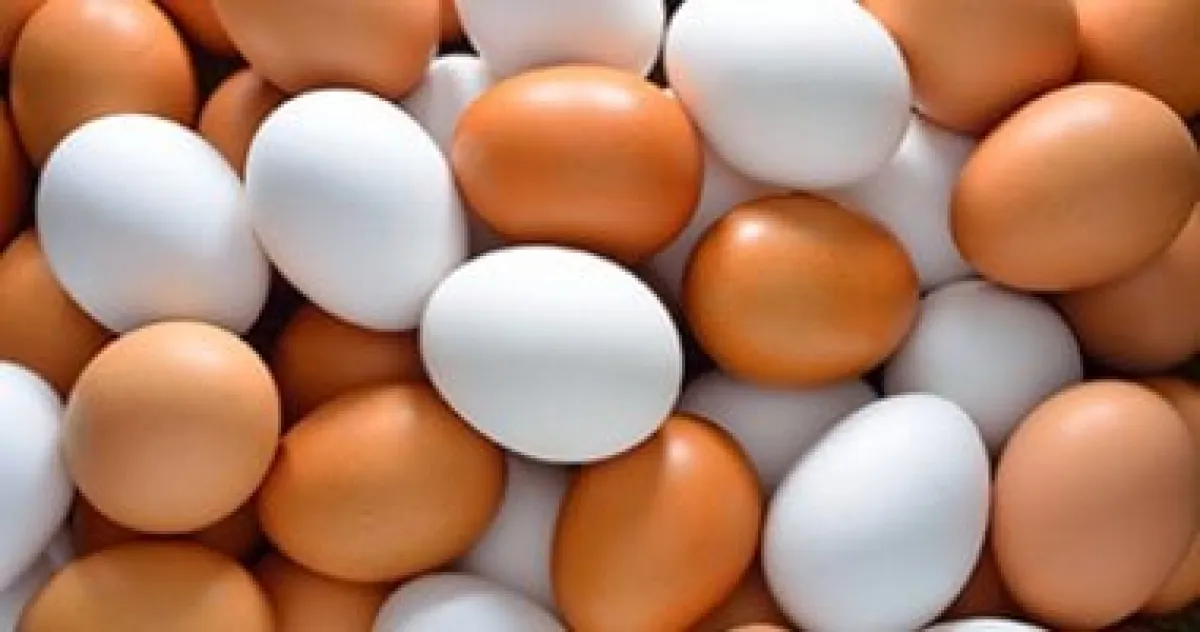 البيض وضغط الدم: هل يرفع الكوليسترول حقاً؟ نظرة علمية حديثة