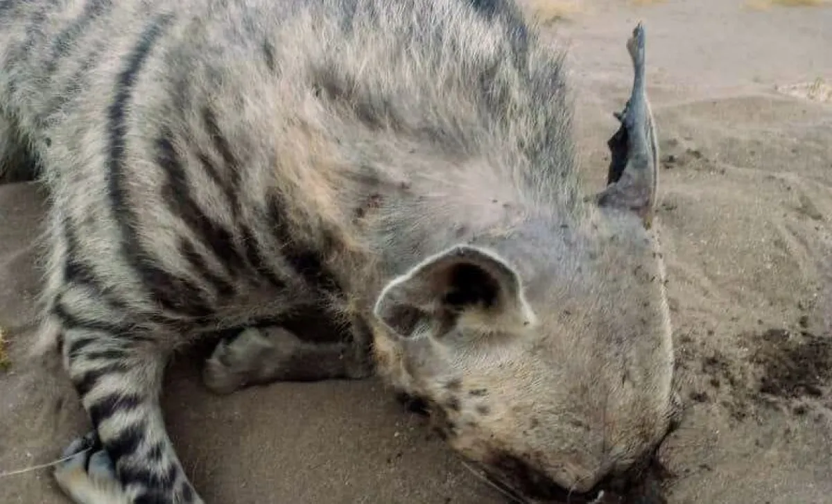 القضاء على "وحش العرج" المثير للذعر في مديرية الخوخة بالحديدة