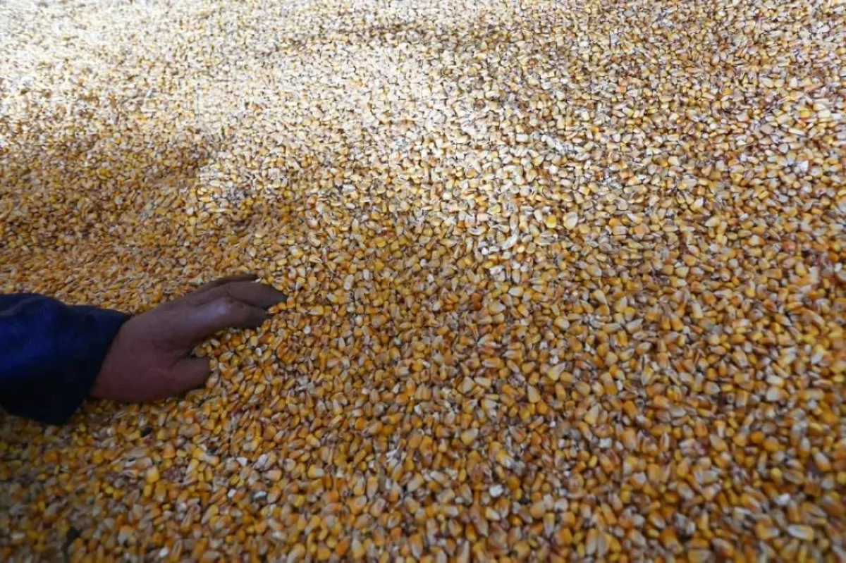 إغلاق هرمز يهدد سلاسل إمداد الحبوب عالمياً.. وإيران الأكثر عرضة للتضخم الغذائي