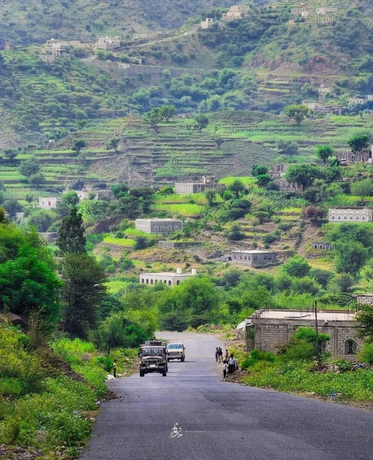 تعز .. شقيق يقتل أخاه بسبب شتلتي قات في بني حماد