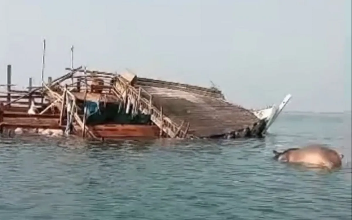 غرق سفينة مواشٍ قبالة سواحل لحج