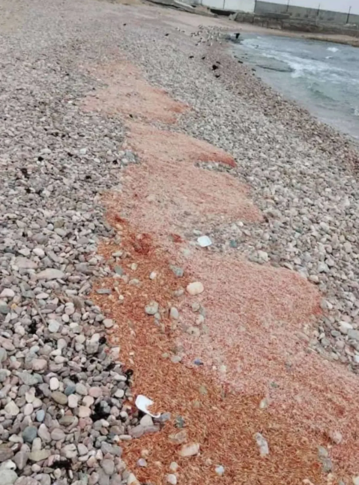 تيارات بحرية تجرف كميات من الجمبري من ساحل المكلا