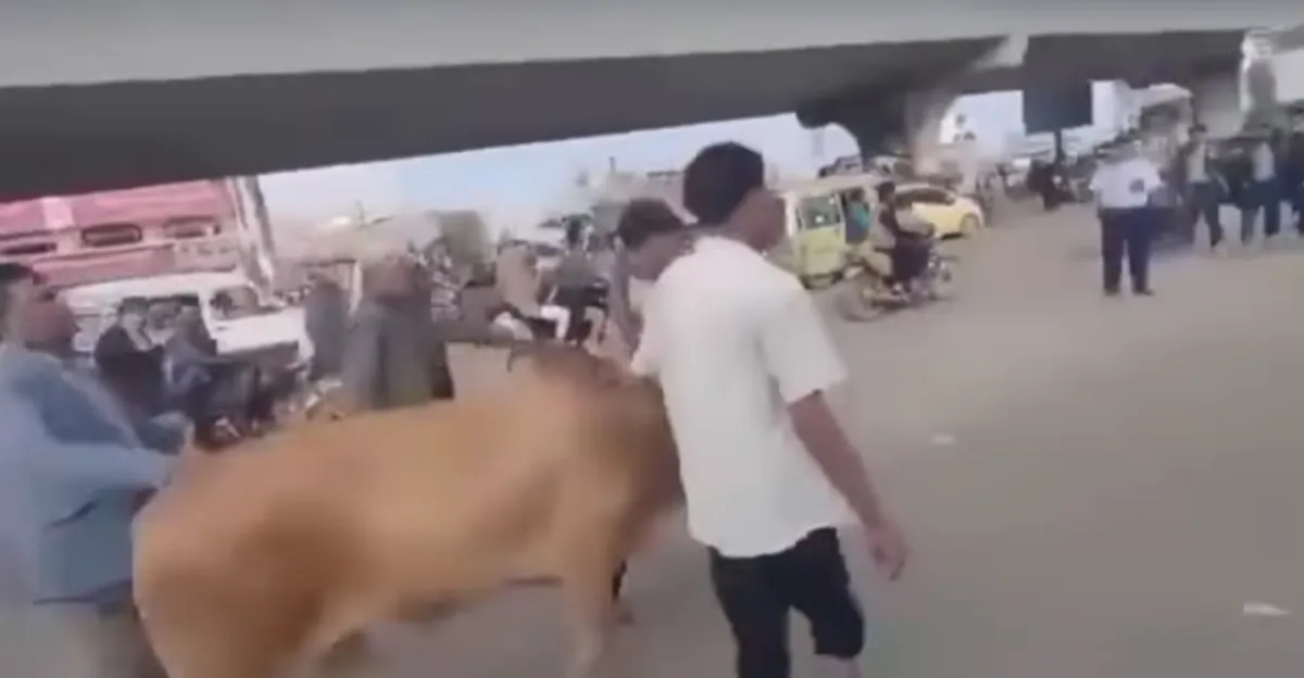 عندما يغيب القانون تحضر أثوار الحوثي لإنهاء قضية الاعتداء على رجل المرور في صنعاء