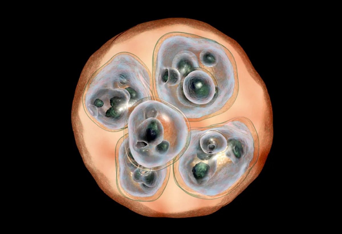 اكتشاف بروتين ينظم حرق الدهون البنية يفتح آفاقاً لعلاج السمنة