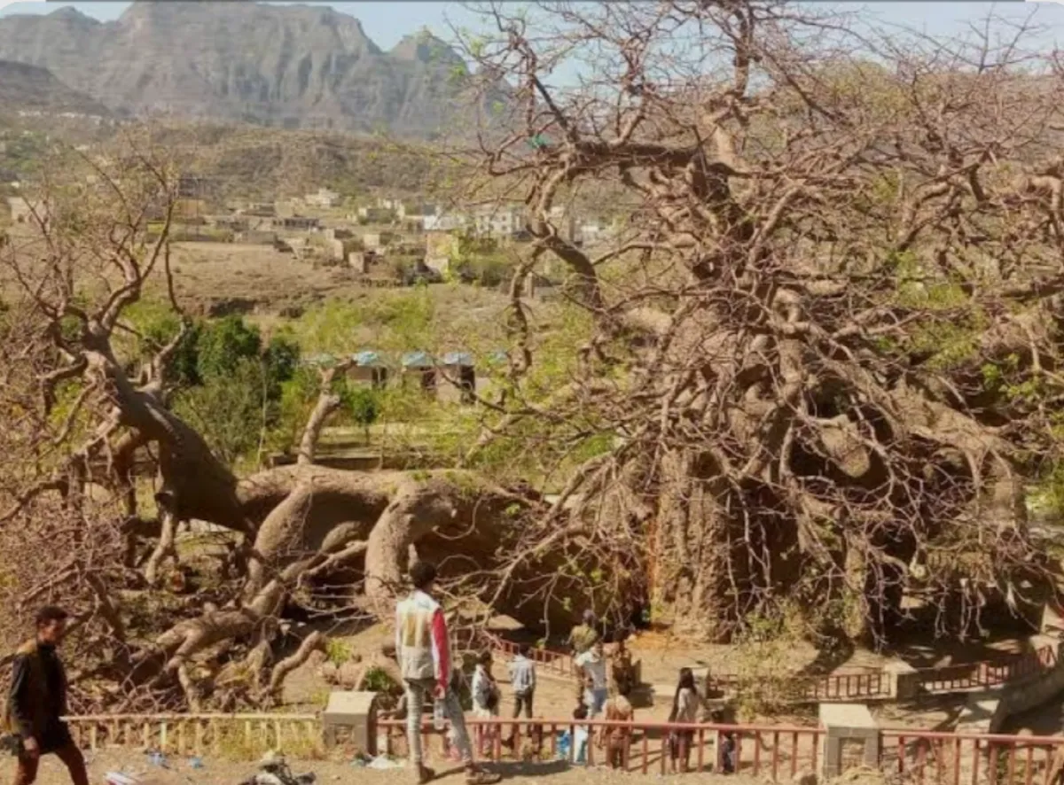 مهددة بانشطار جديد .. مخاوف من اندثار شجرة الغريب التاريخية في تعز