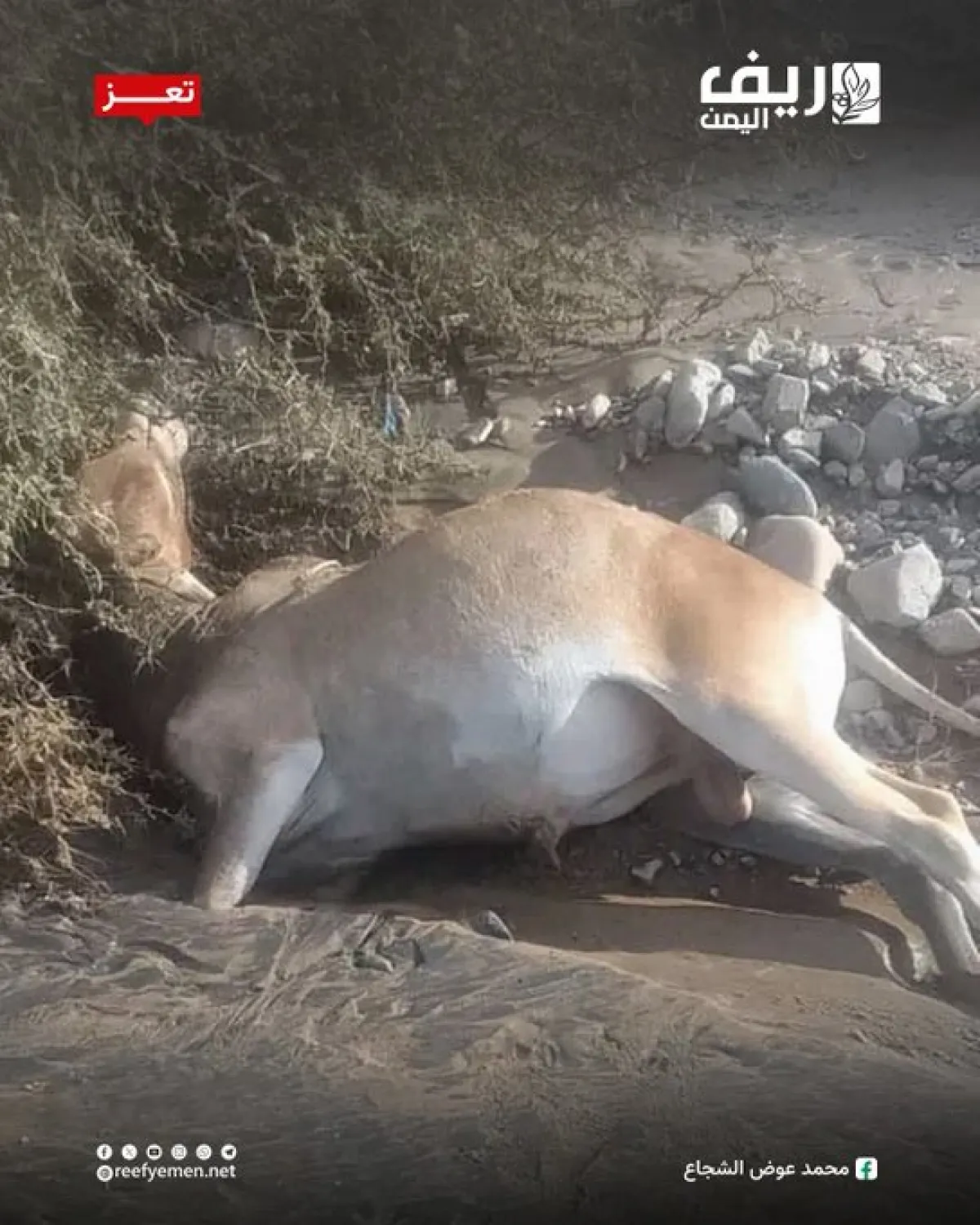 سيول مدمرة تجتاح سواحل تعز: خسائر بشرية ومادية فادحة