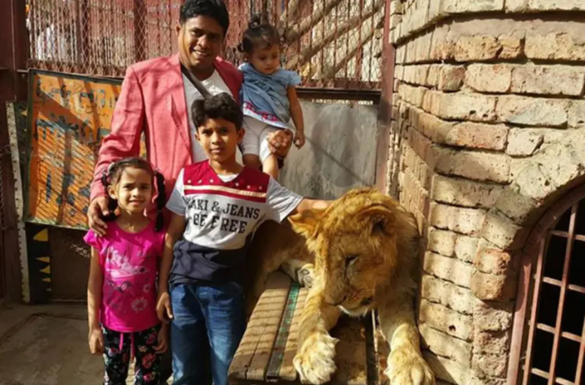 ناشطون يسخرون:   أسود حديقة صنعاء تأكل الجزر بعد نهب عصابة الحوثي مخصصات اللحوم