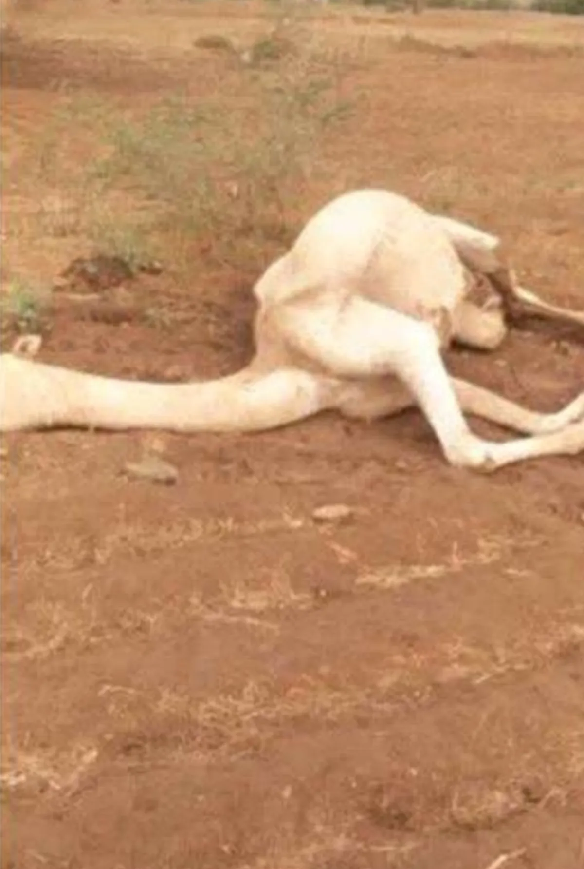 مصرع راعي إبل بصاعقة رعدية في الحديدة