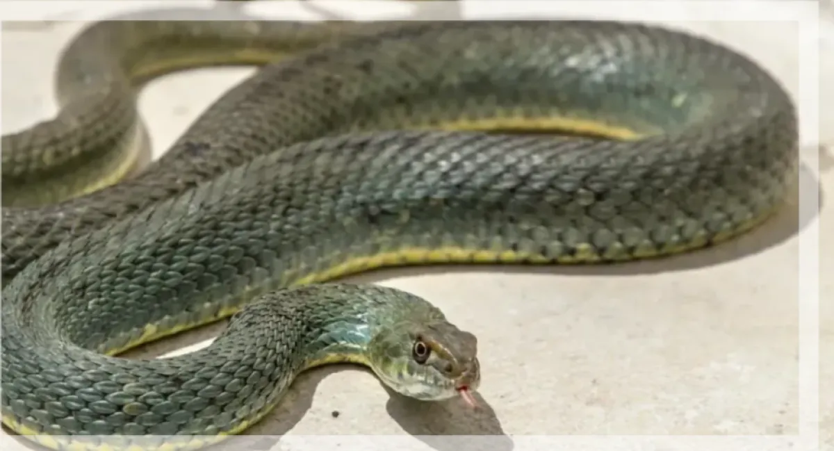 وفاة شاب يمني إثر لدغة ثعبان سام أثناء رحلة البحث عن الرزق  في السعودية