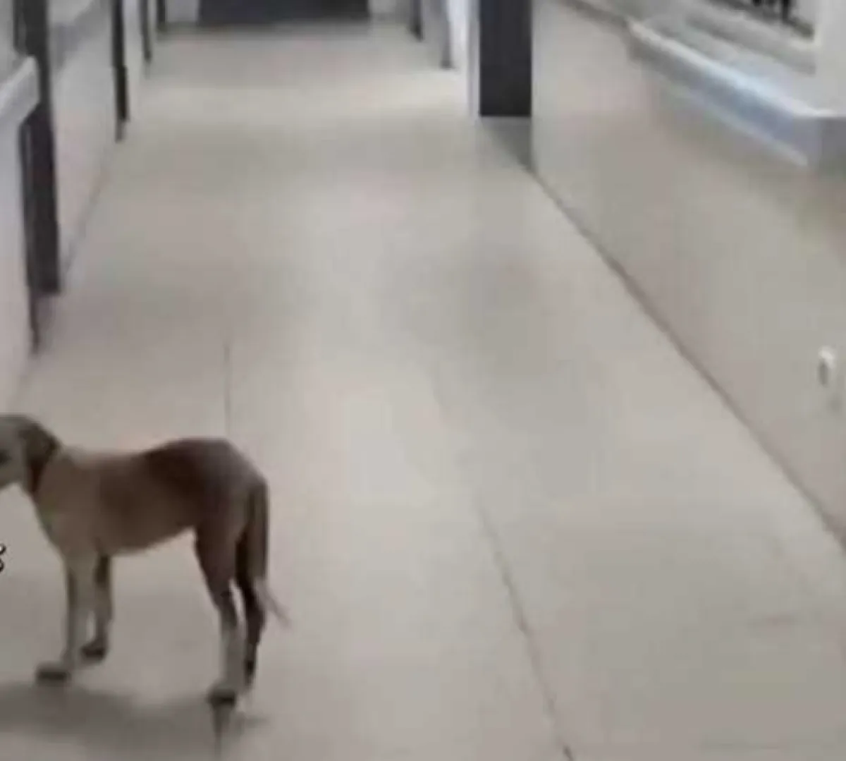 إب .. انتشار الكلاب داخل مستشفى الثورة العام يثير موجة غضب وسخرية