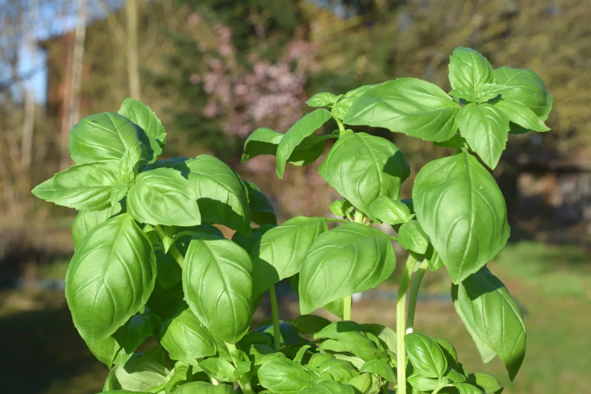 دراسة: مستخلص الريحان بديلاً طبيعياً واعداً للفلورايد في حماية الأسنان