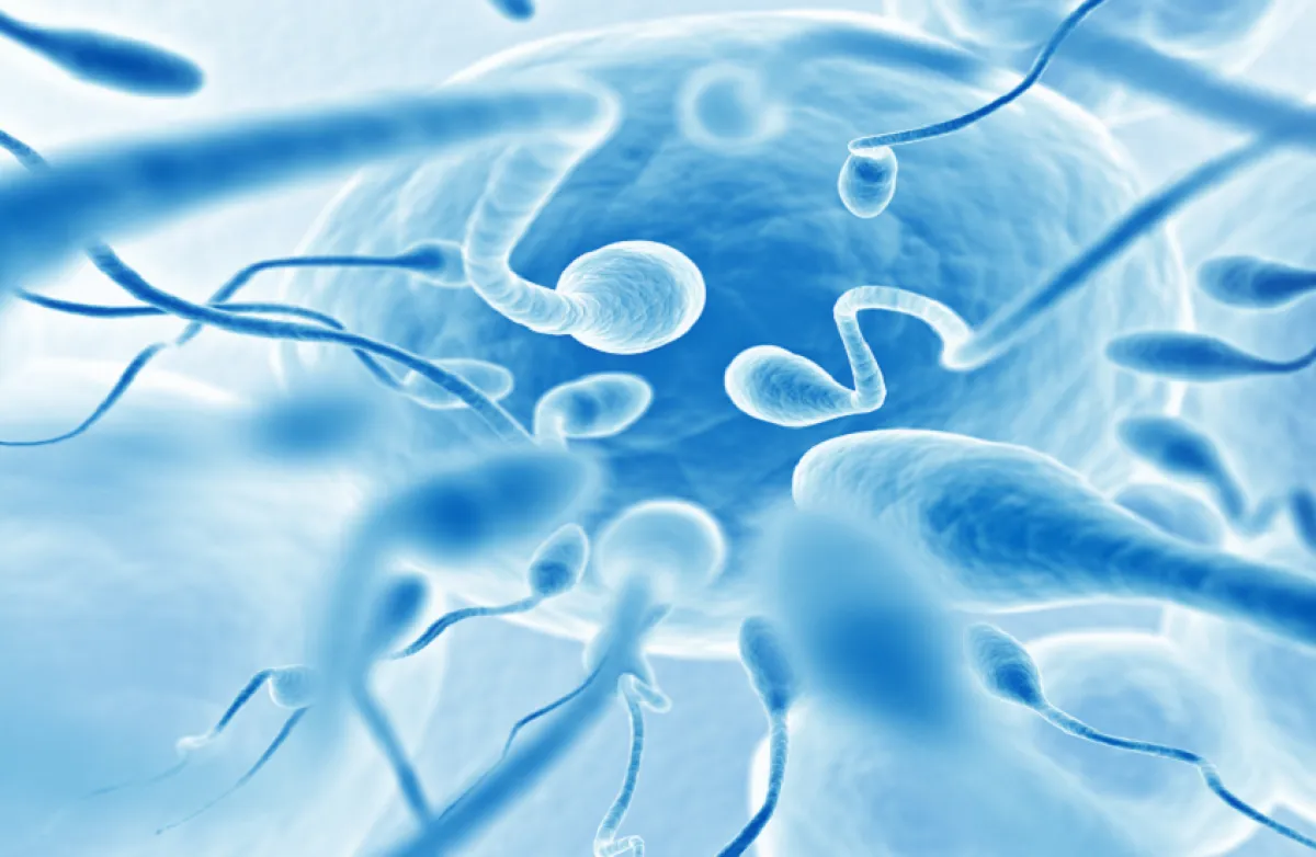 دراسة تكشف نمطاً موسمياً في جودة الحيوانات المنوية لدى البشر