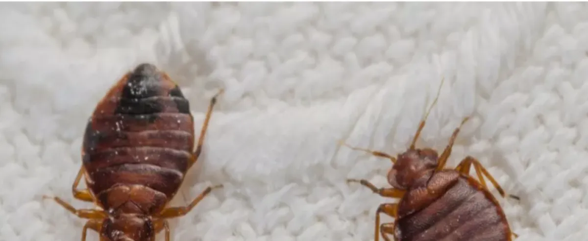 وسط إهمال عصابة الحوثي .. حشرة “الكتن” تتسبب بإغلاق عشرات المساجد في صنعاء