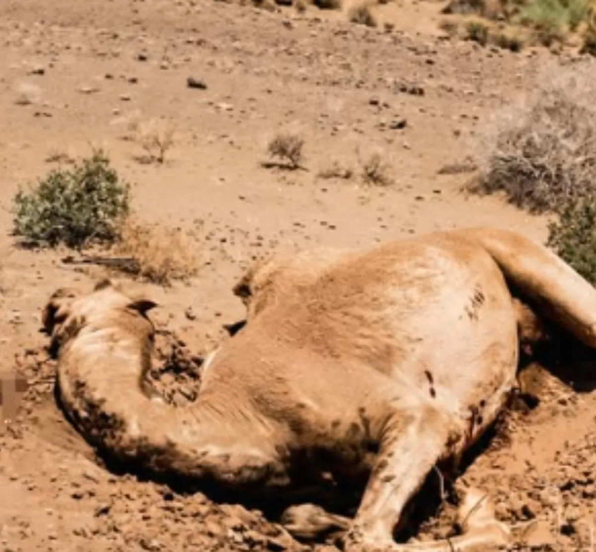 السيول تُرحِّل الخطر إلى الهاملي.. ألغام الحوثي تهدد الثروة الحيوانية في المخا