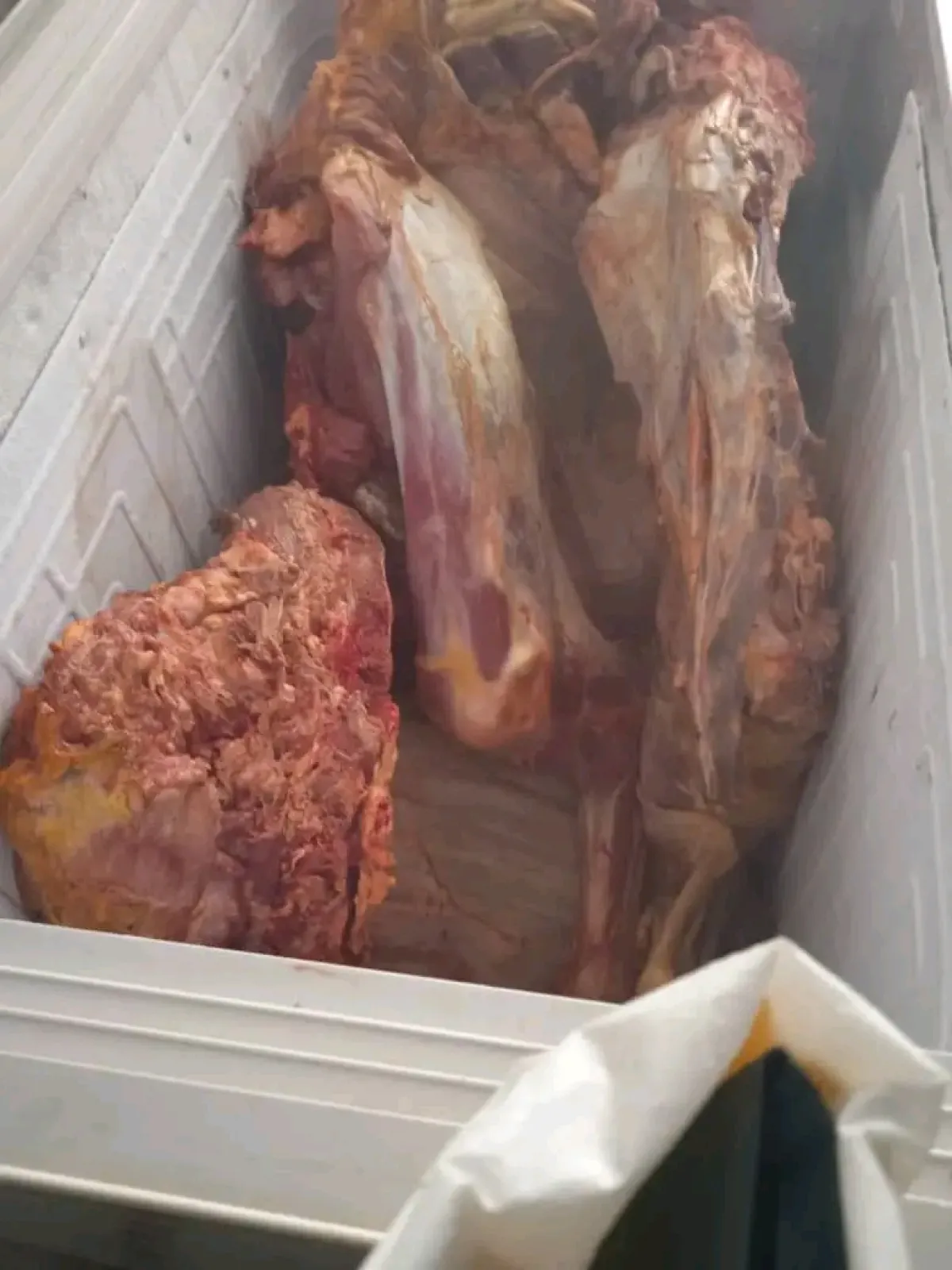 ضبط صاحب ملحمة في تعز يبيع لحوماً نافقة وإحالته للتحقيق