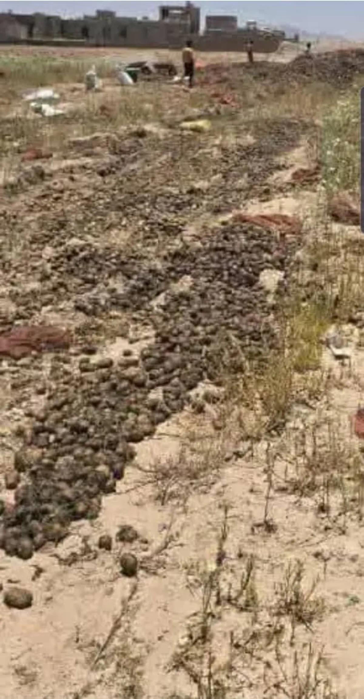 اتهامات لعصابة الحوثي  بإدخال شحنة بطاطس ملوثة تهدد القطاع الزراعي في اليمن