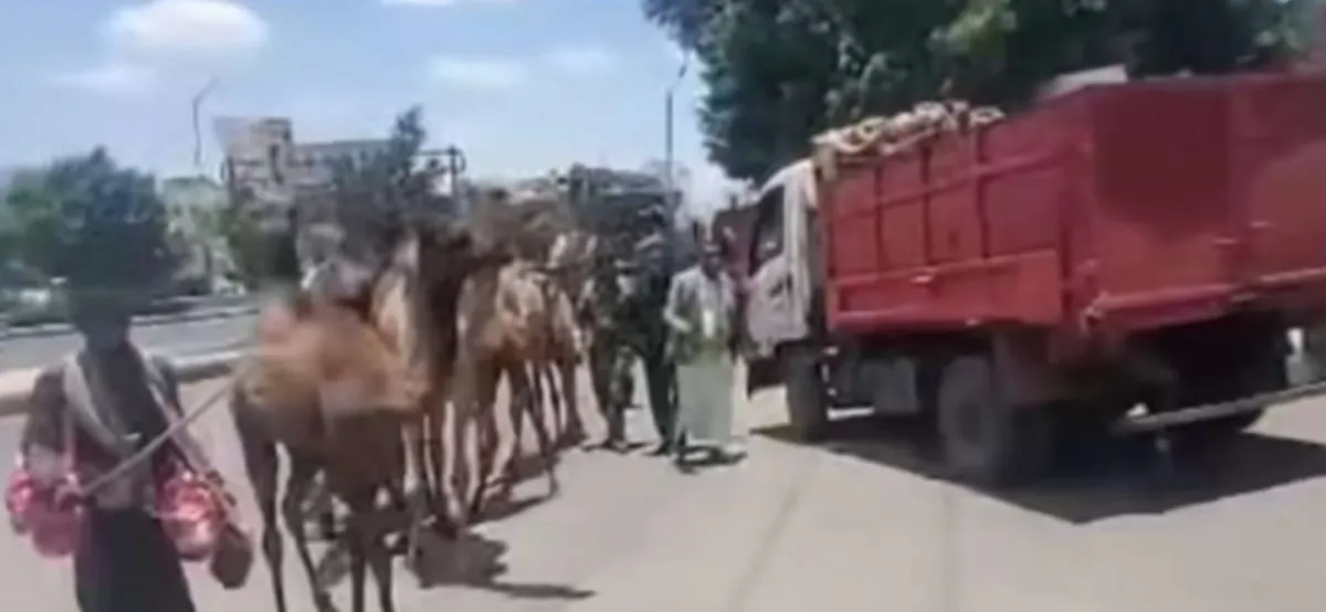 مليشيا الحوثي تنهب جمال رعاة في صنعاء بحجة الحفاظ على المظهر العام