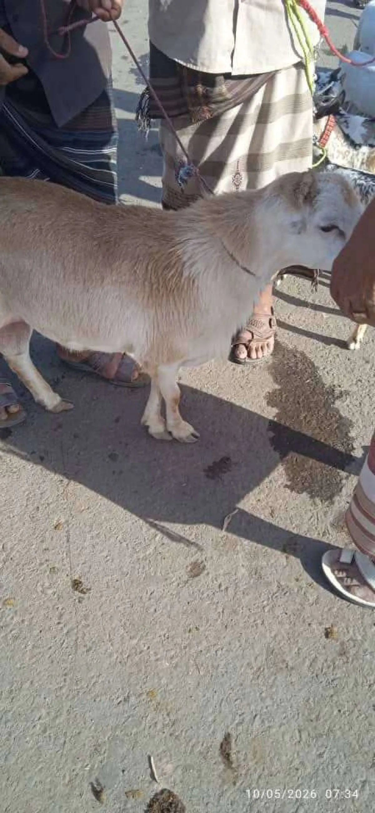بيع خروف عيد الأضحى بسعر قياسي في أبين
