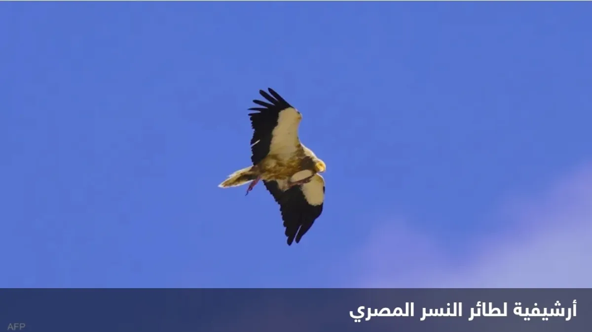 الحرب في الشرق الأوسط تهدد هجرة النسور المصرية نحو البلقان