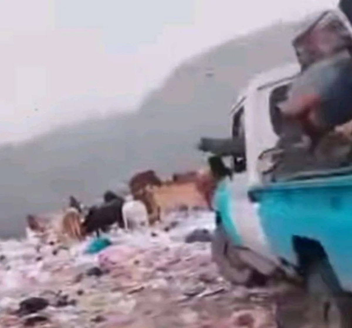 الحوثيون ينهبون مواشي مواطنين في إب ويفرضون غرامات على أصحابها