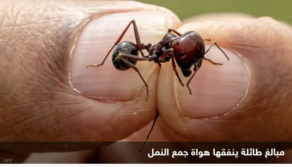 تجارة النمل الأفريقي: قوانين صارمة في كينيا لمنع الصيد الجائر