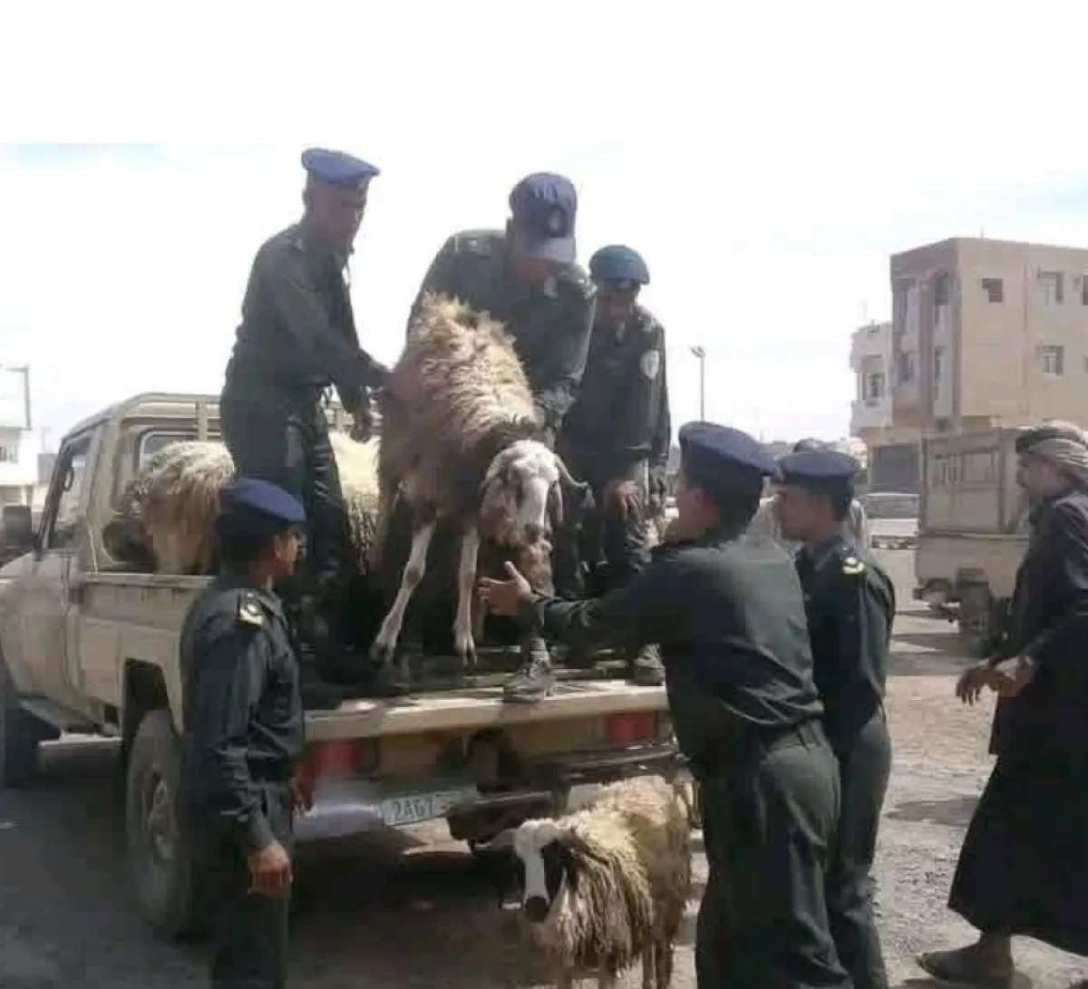 الحوثيون ينهبون لقمة النازحين.. مصادرة شحنة مواشٍ مخصصة لأسر مشردة في مأرب تثير غضبًا واسعًا