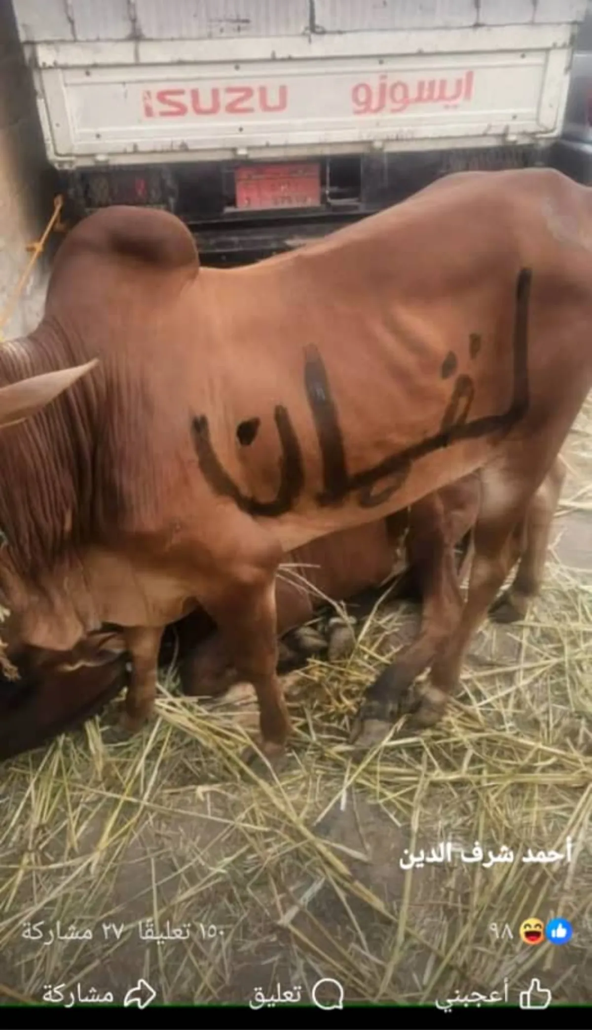 مليشيا الحوثي تحتجز جزارًا في إب بعد إطلاقه اسم "لقمان" على أضحية