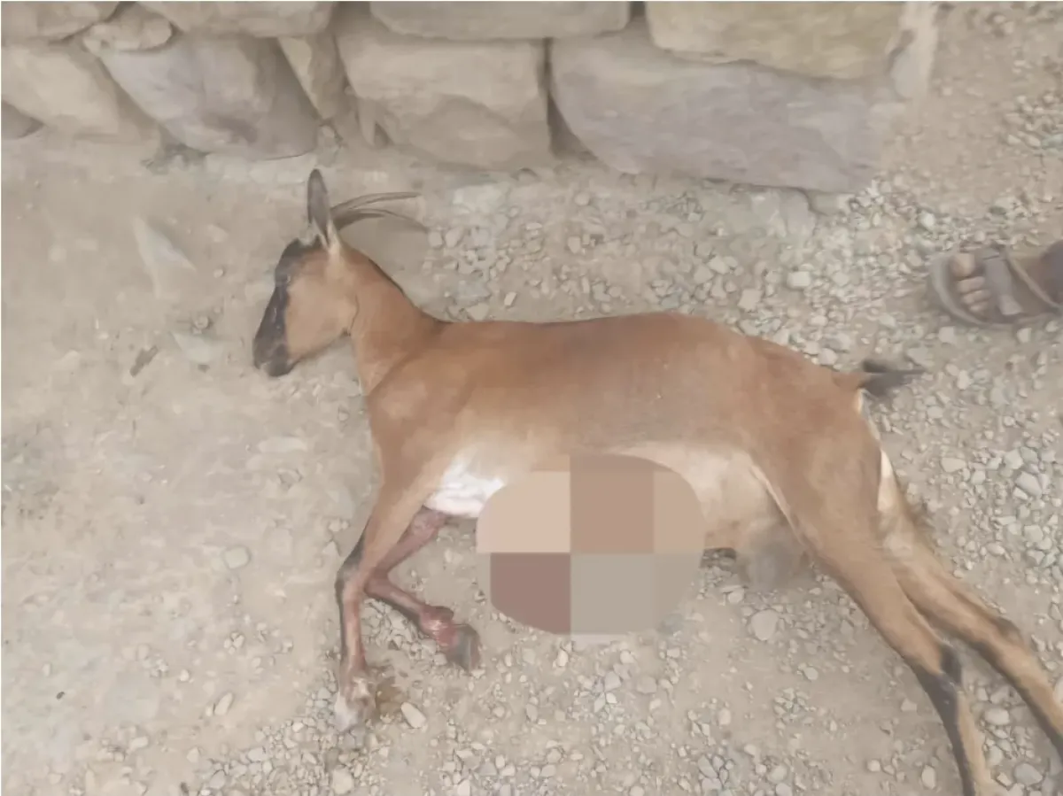 الحوثيون يصعّدون استهداف المدنيين في تعز.. إطلاق نار وقذائف على راعٍ للأغنام ونفوق إحدى مواشيه