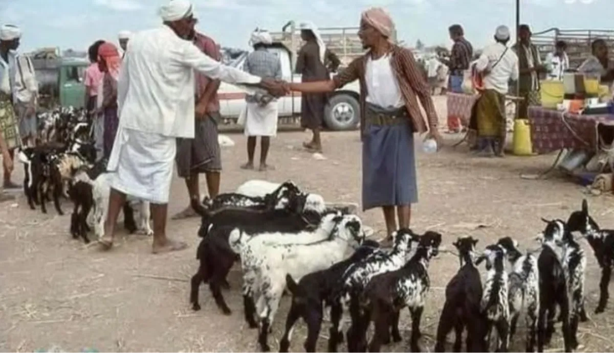 مليشيا الحوثي تفرض جبايات جديدة على مربي المواشي في إب وريمة