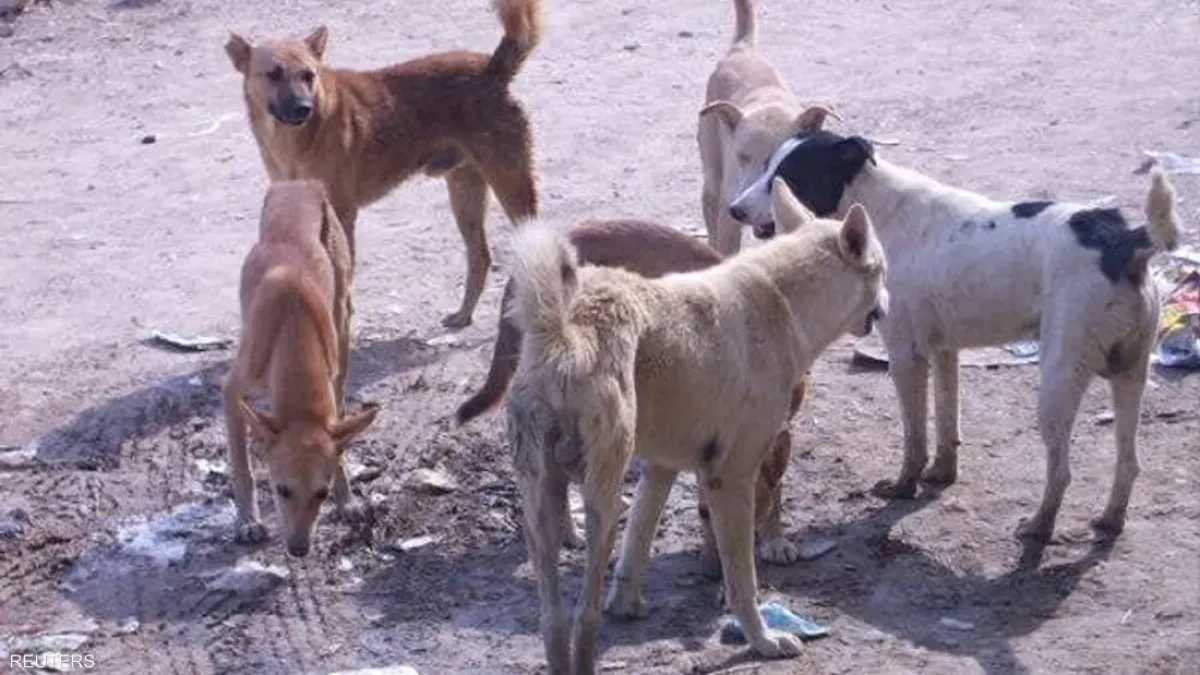 فساد وإهمال الحوثيين يقتل الأطفال.. وفاة طفل بداء الكلب في صنعاء تفضح انهيار المنظومة الصحية