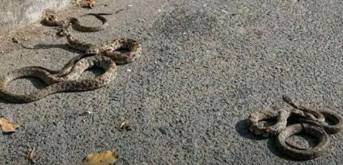 هجوم مباغت للثعابين يثير الرعب في شوارع جعار بأبين بسبب موجة الحر