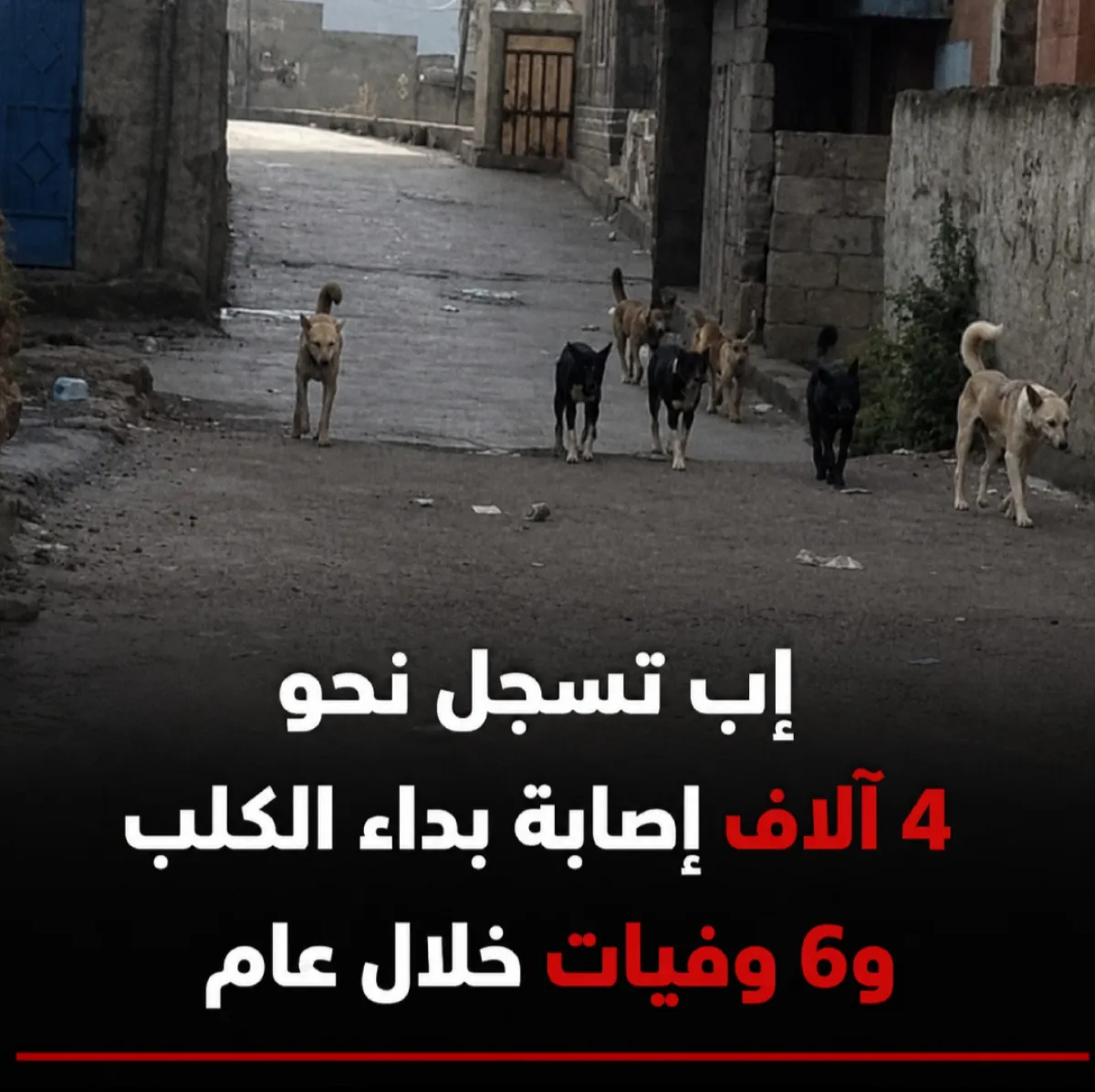 إب تسجل نحو 4 آلاف إصابة بداء الكلب و6 وفيات خلال عام